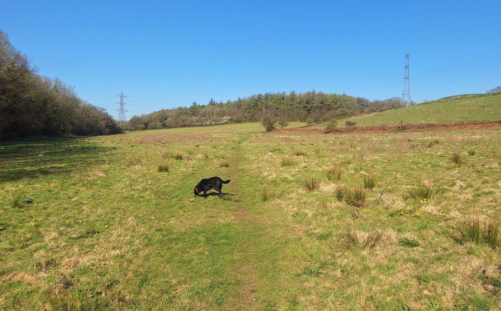 Dog in a field, blue skies