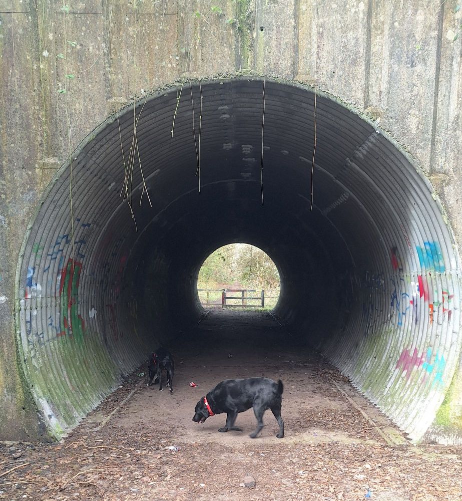 Circular tunnel with some dogs in it 