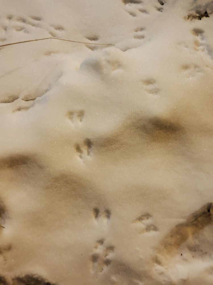 several tracks of indeterminate tiny pawprints in the snow.