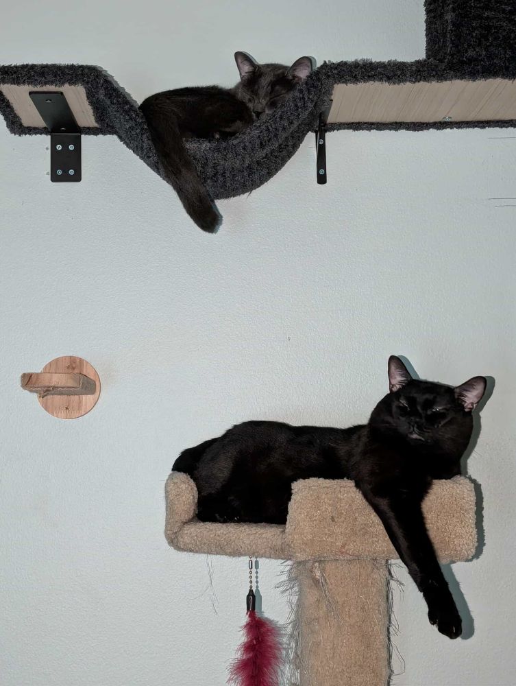 My cats practicing their sleeping. 