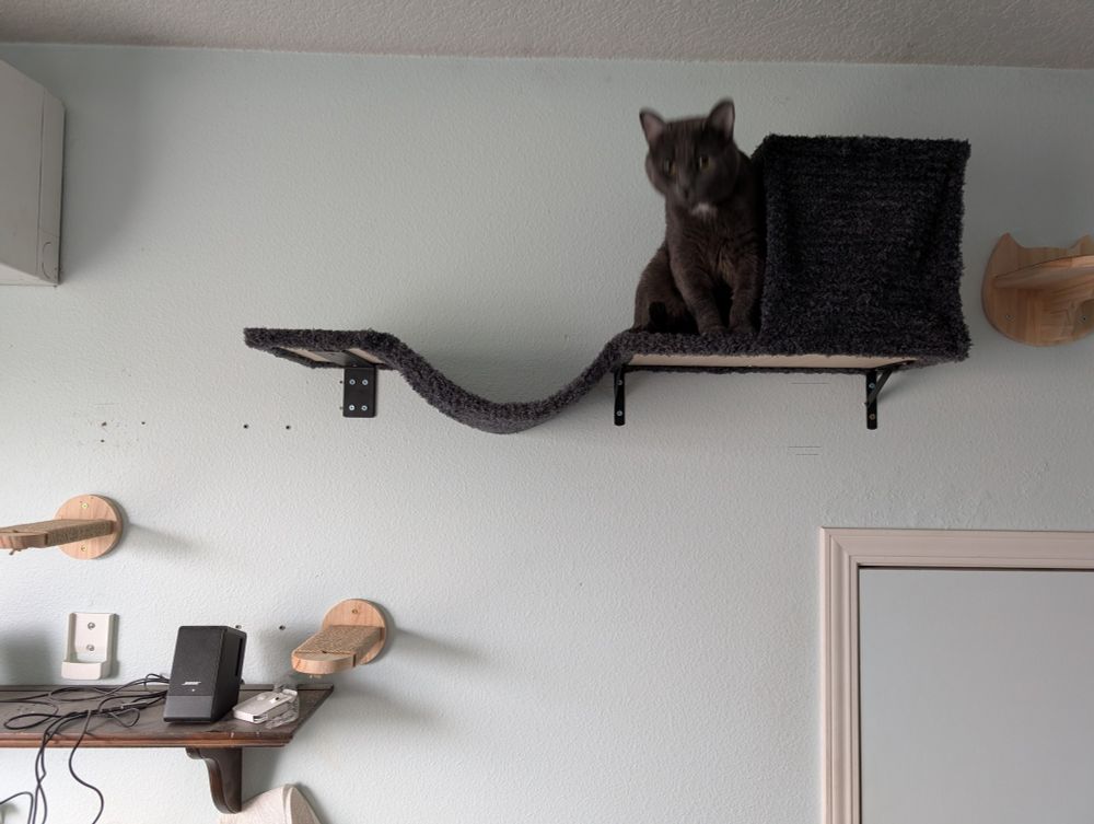 Mercury the murder muffin in his new cat house.