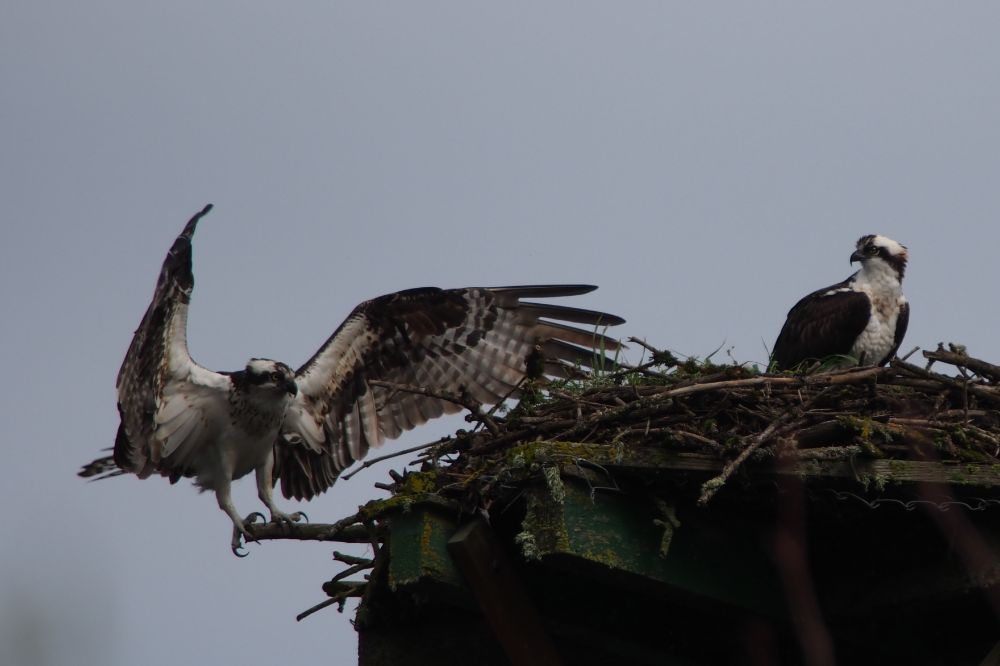 Osprey Parents on their nest.