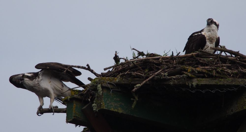 One of the osprey parents about to take off near the nest.