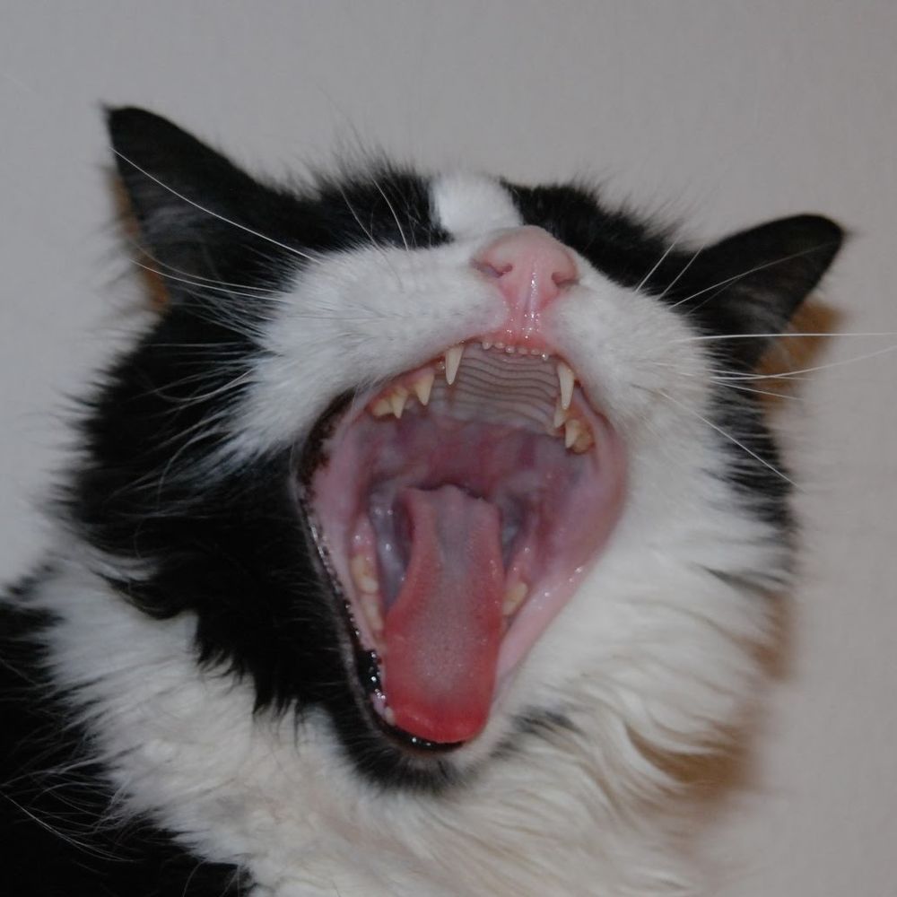 Tess, yawning cavernously