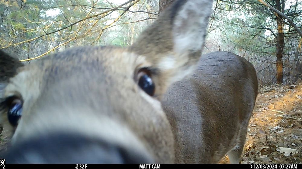 A white tailed deer is curiously sniffing the camera. Its nose is taking up a large part of the frame. 