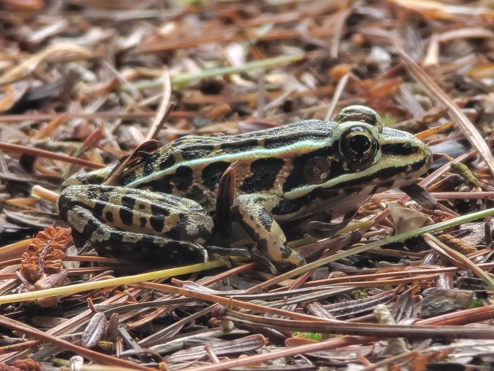 Pickerel frog on the ground that is covered in hemlock/pine needles