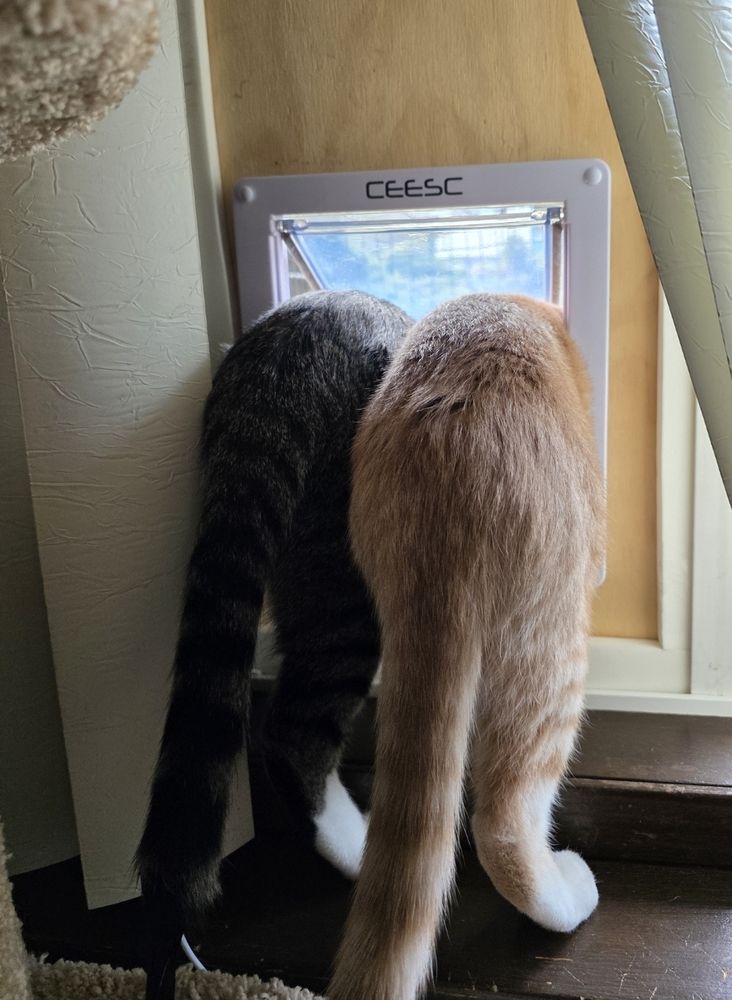 Larry and Paco, looking into their new catio together for the first time