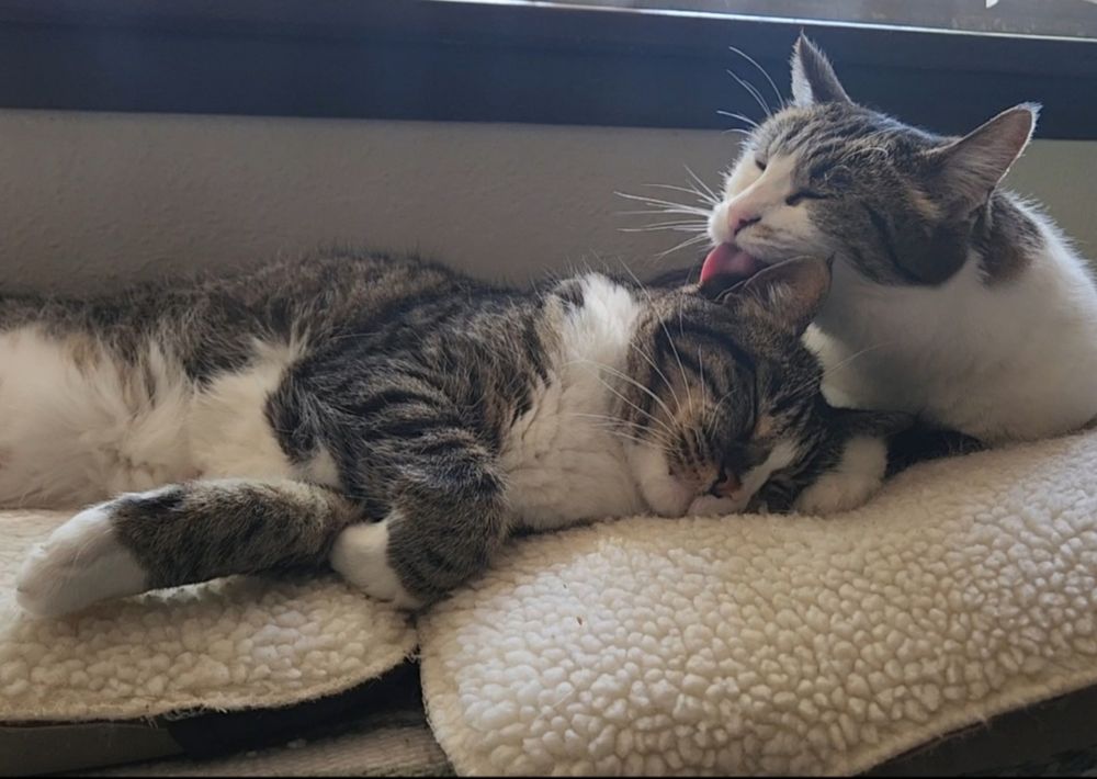 Bea licking Mika's head while Mika lays there with eyes closed