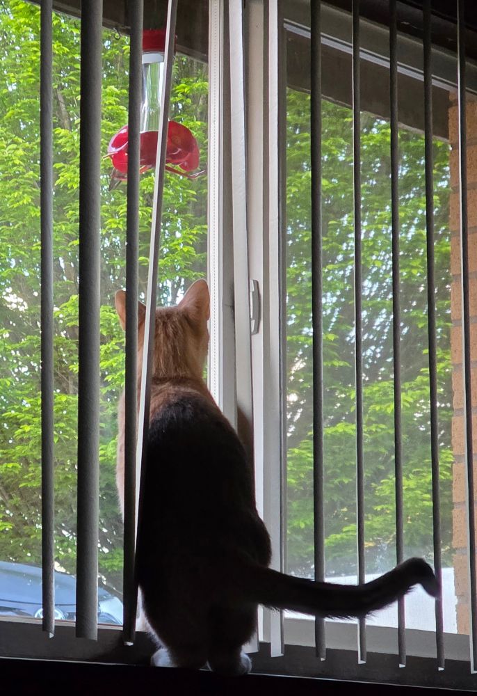 Paco, the 10 month old orange cat, stands up in the window watching a hummingbird sit at the feeder.  
