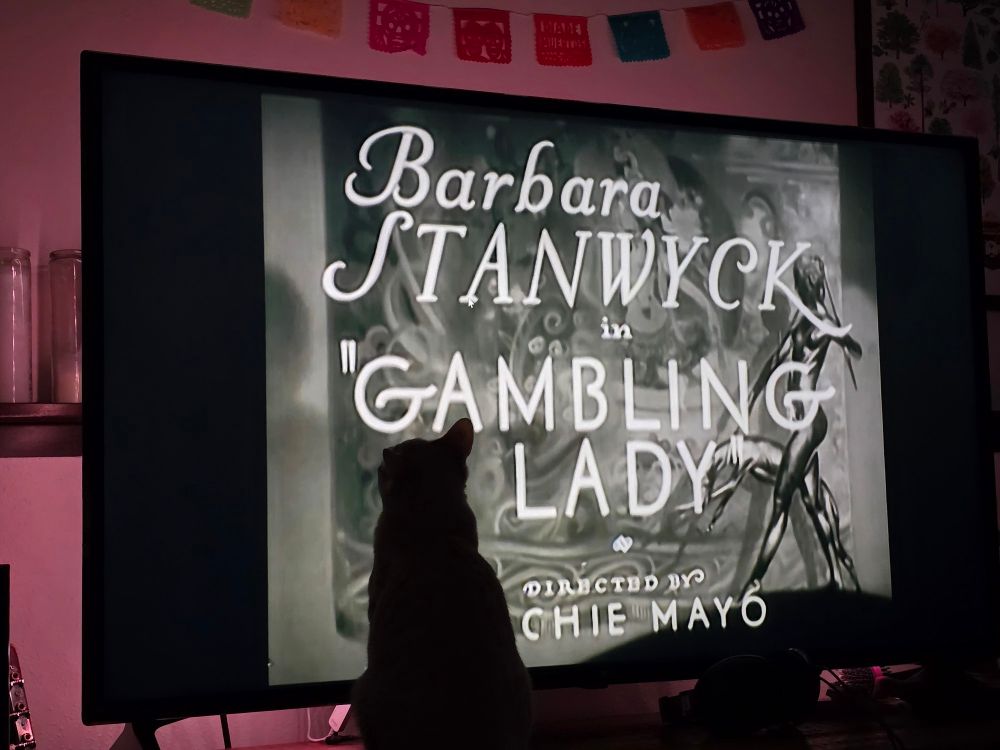 Paco the cat in front of the title screen for Barbara Stanwyck in Gambling Lady
