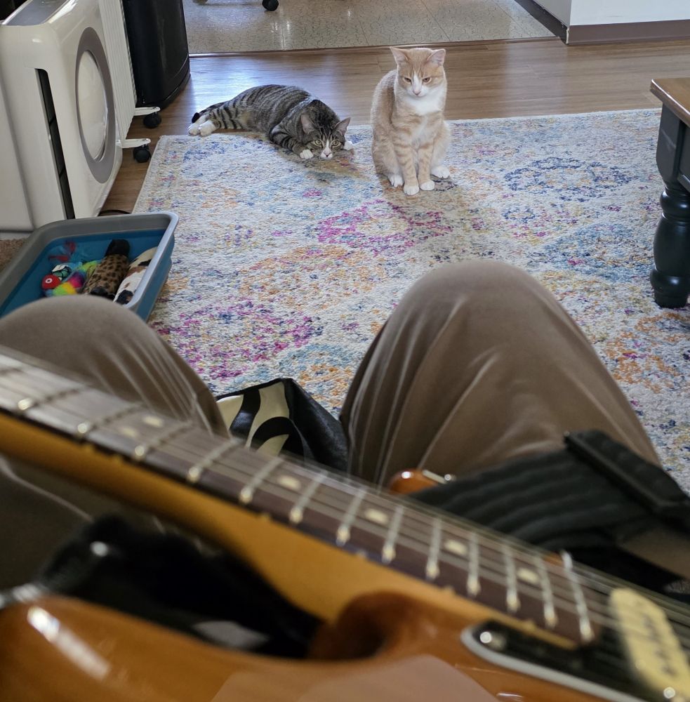 My cats, Larry and Paco, watch me play my electric guiter