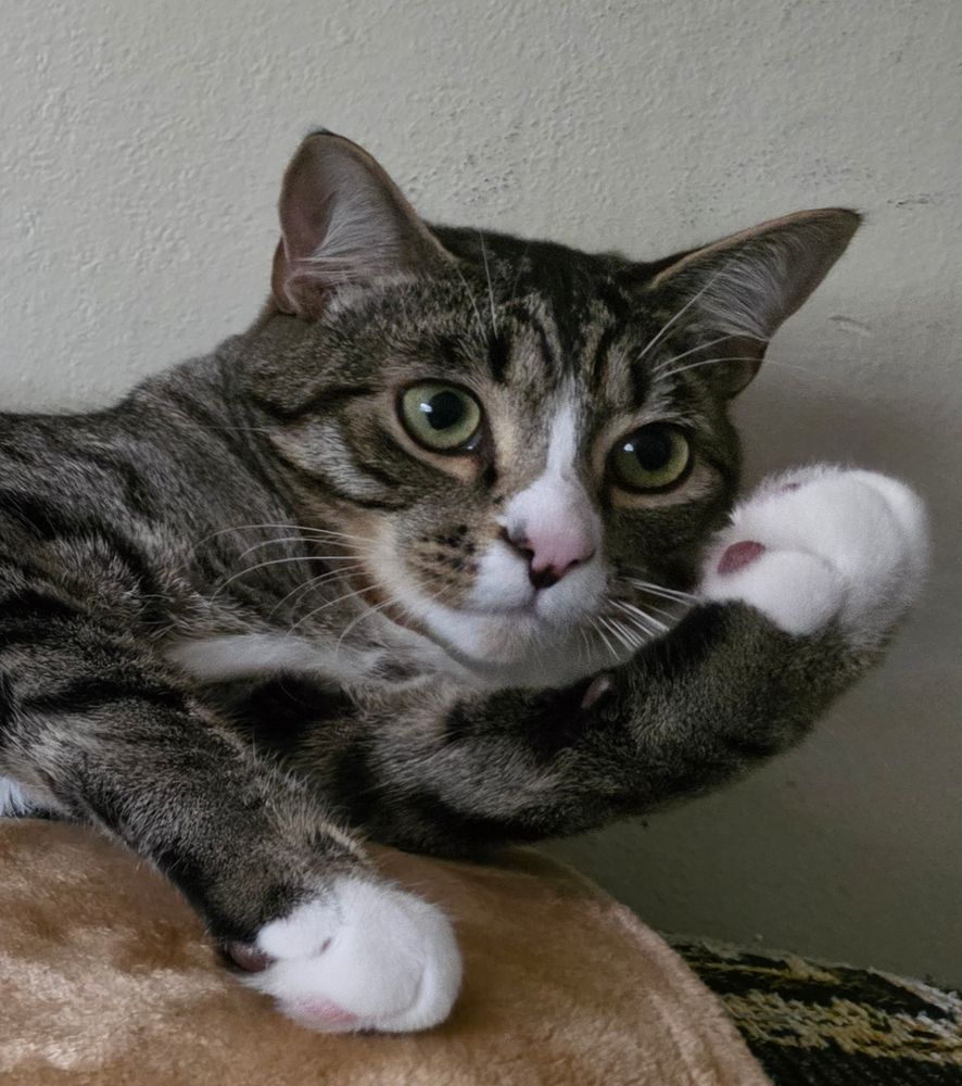 Larry, our 10 month old Tabby, looks at his big paw.

We assume he'll get bigger because his paws are pretty big