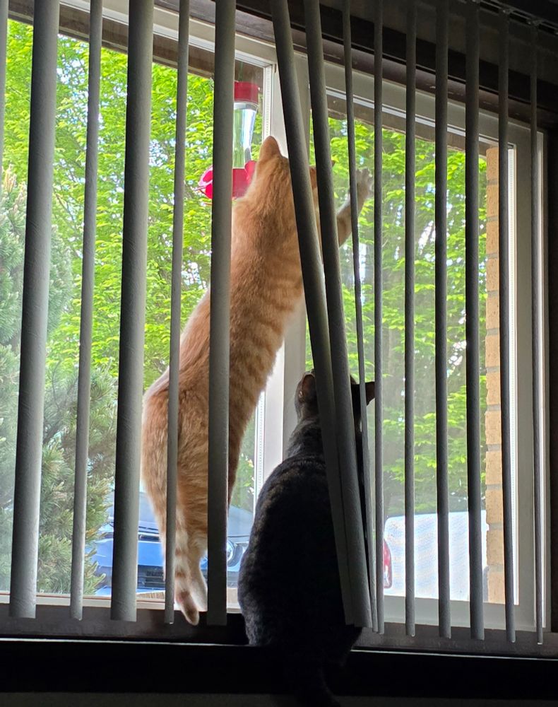 Paco stands on his hind legs in front of the feeder, with Larry at his dude