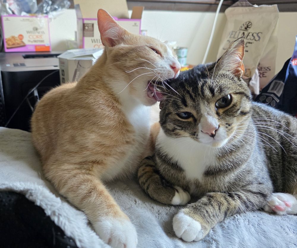 Our orange cat Paco bites his brother Larry's ear 