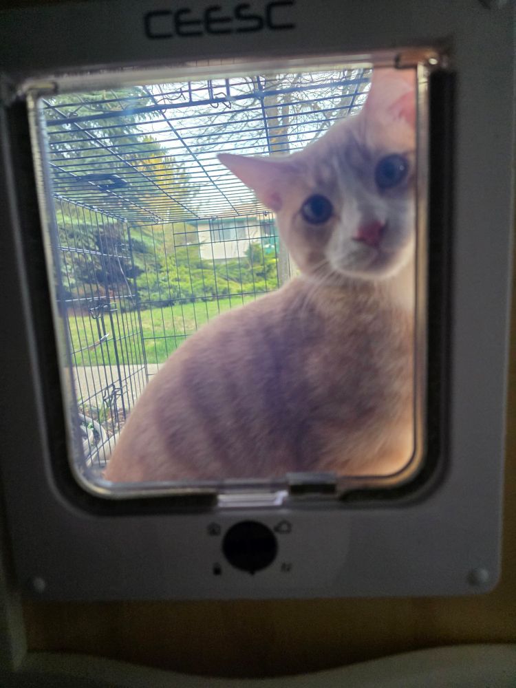Paco, or orange baby kitten, looks inside from the catio through the cat door