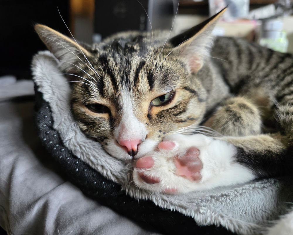 Larry, the bigger but not older brother