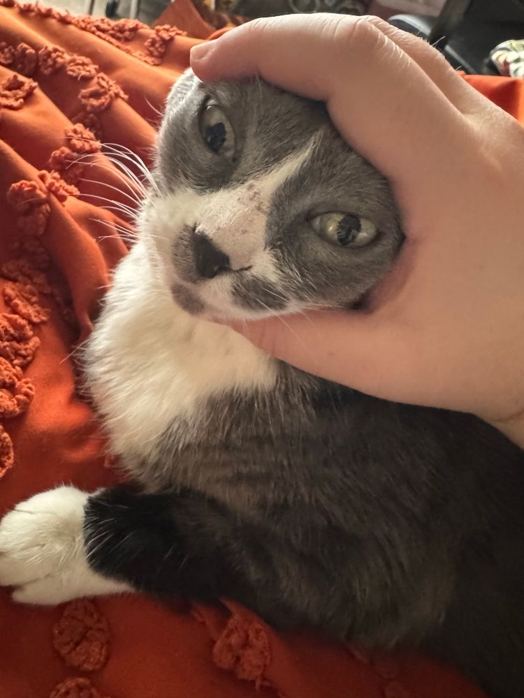 Jeff, a gray and white tuxedo cat, with a hand wrapped around her head as though it is a burger. 