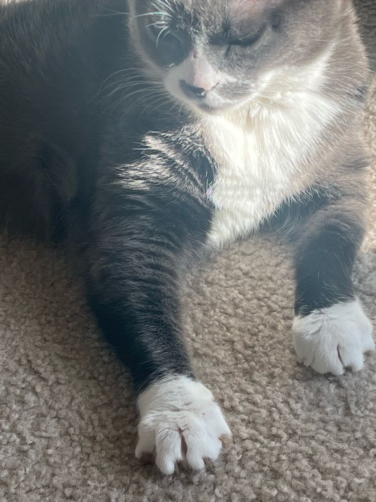 Jeff, a gray and white tuxedo cat, sitting with her front paws in front of her, both of them with her claws out so her toes look scrunched. Why is she so toes?