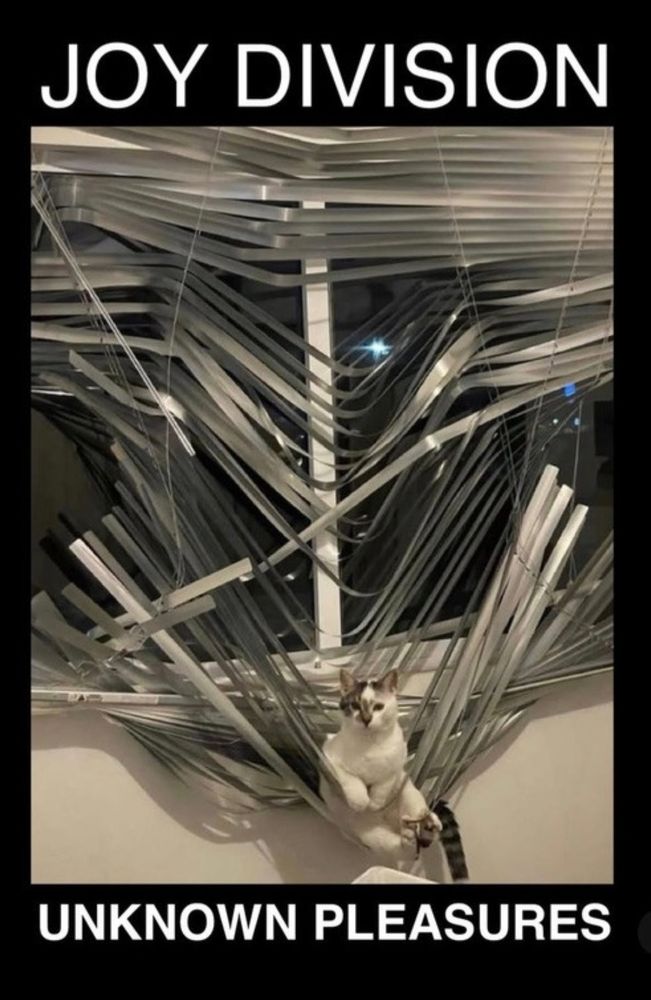Joy Division
Unknown Pleasures

A grey-and-white kitten has attempted to climb some grey Venetian blinds. The collapsed blinds look like the graph of radio emissions from a neutron star used as the cover of Joy Division's first album, Unknown Pleasures. The kitten is tangled at the bottom, the expression on its face absolutely radiating "I MEANT to do that" energy.