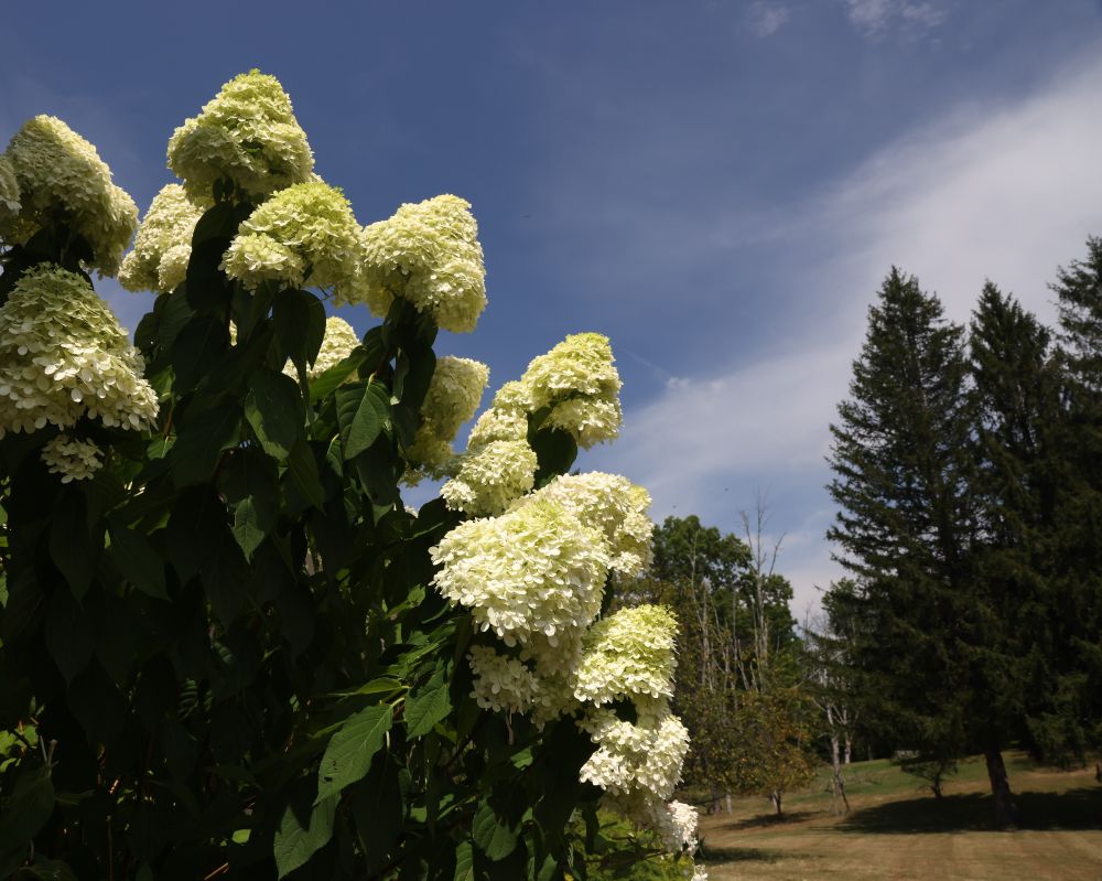 A large bush of white hydrangeas. In the midground are some trees. Above is a partly cloudy blue sky.