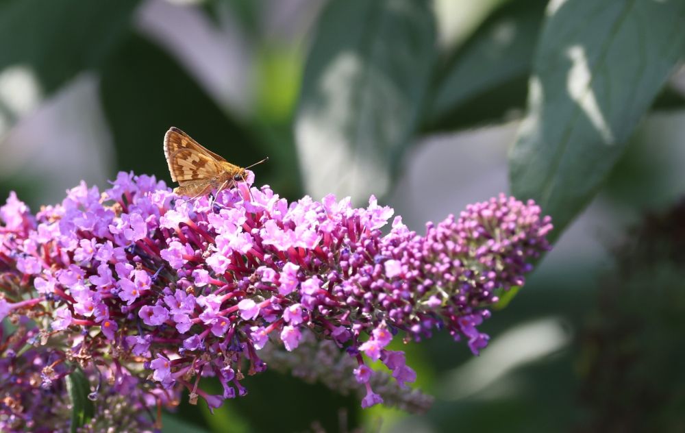 An orange and brown skipper, possibly Peck's Skipper, is on a purple Butterfly Bush (Buddleja). The background is a soft blur of green leaves.