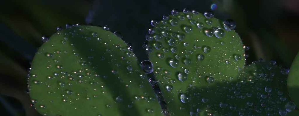 A close-up photograph of green clover leaves, each covered in dozens of sparkling, tiny water droplets. The droplets are reflecting light. The background is a dark, out-of-focus green.