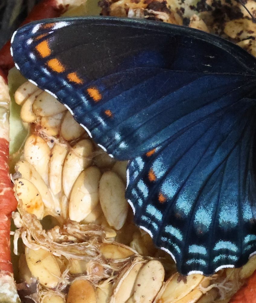 Closeup photo of the blue and orange wings of a Red-spotted Purple butterfly in a compost bin. It rests on a melon - numerous beige melon seeds can be seen beneath the butterfly wings.