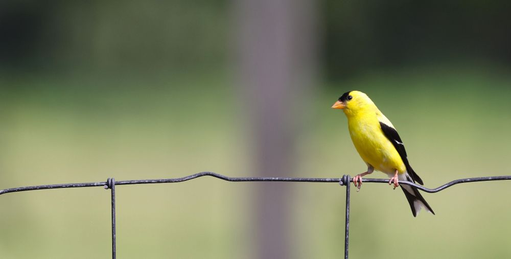 A bright, lemon-yellow American Goldfinch, contrasting with a jet-black forehead, wings, and tail, is perched on the wire garden fence. The bird is positioned on the right side of the frame, facing left, with a soft, blurred green background.