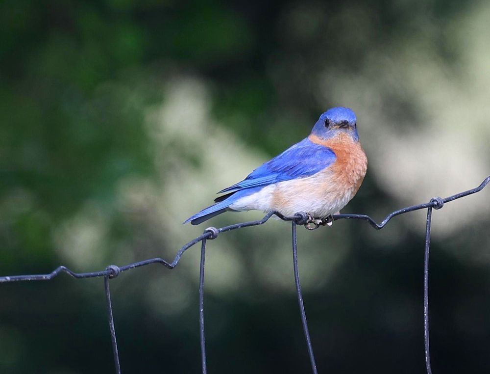 A male Eastern Bluebird atop a garden fence. Its head and back are bright blue, chest is rusty orange, and belly is white. Its head is turned to the viewer. The background is blurred green foliage.