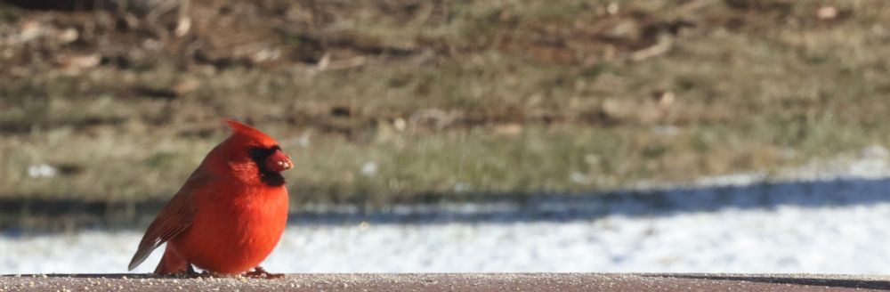 A bright red Male cardinal stands on a flat surface with some scattered birdseed. Its body is facing forward and head turned slightly to the side. A blurred, winter-toned background shows muted browns and a strip of white snow.