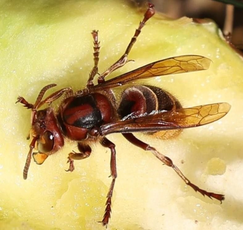 Close-up photo of a European hornet  (Vespa crabro), the only true hornet species found in North America. It is characterized by its reddish-brown head and thorax, and a yellow and brown striped abdomen. These large hornets, are 1 to 1.5 inches (2.5 to 3.8 cm) in length, with queens being slightly larger than workers. They are considered one of the largest wasps in their native range.