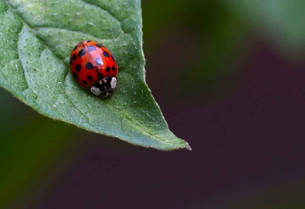  A photograph of a red with black spots ladybug or ladybird (possibly an Asian Ladybird) on a green leaf. The background is a blurry mix of green and black.