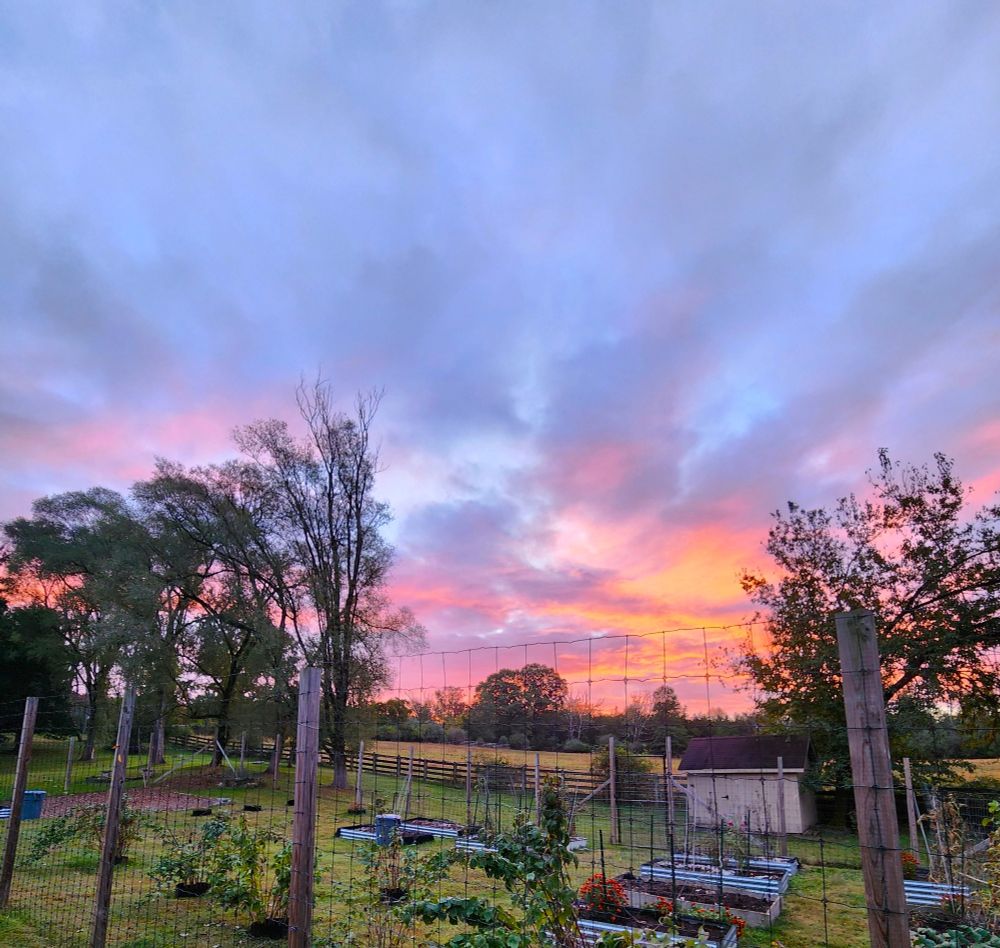 Orange and blue sunrise over a backyard garden.