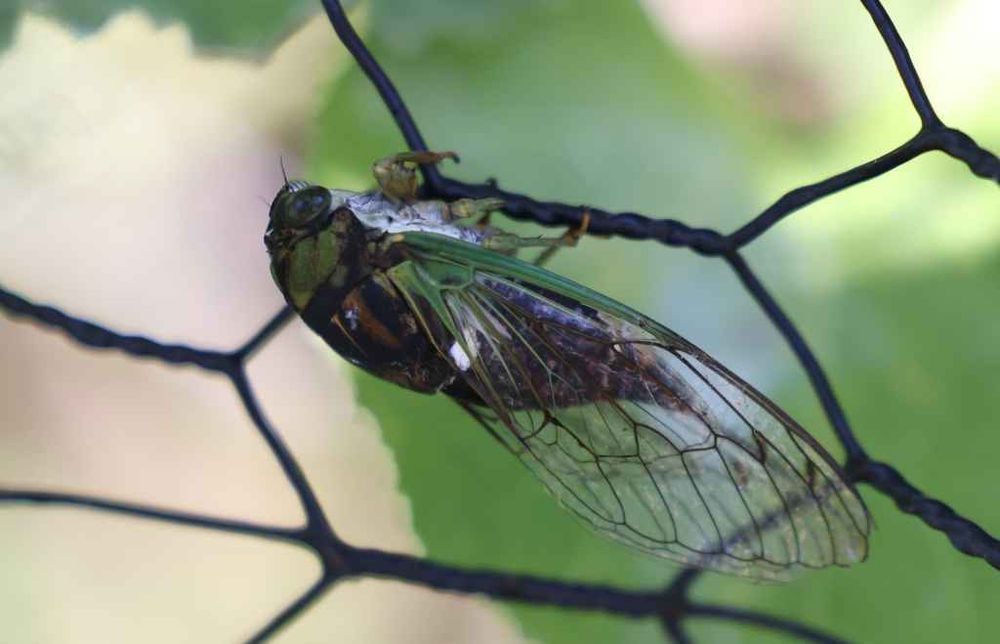 A closeup photo of a green and brown, annual cicada on a garden trellis.
