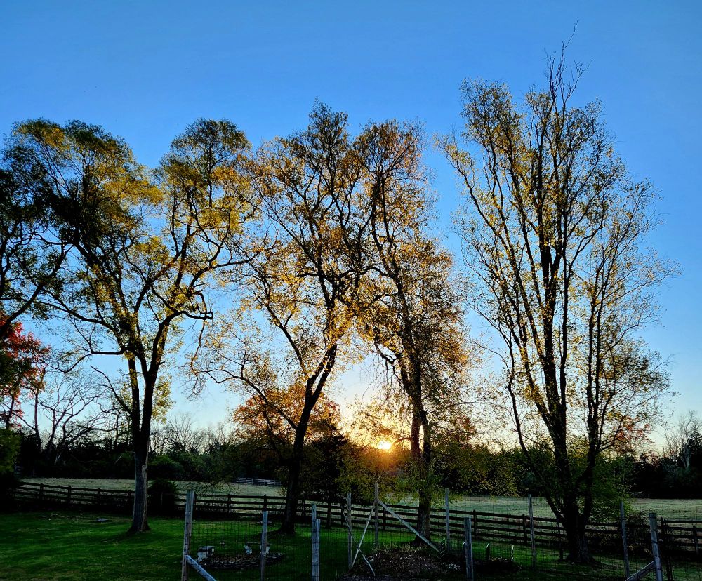 Photo of this morning's sunrise - 4 Nov 2025. The sky is clear blue. The rising sun is just beginning to peek over the background trees and shine upon the pasture.