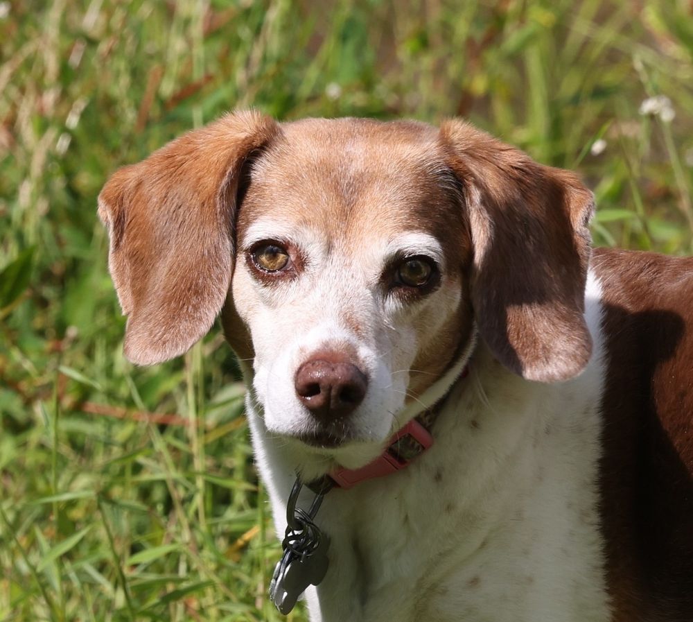 On a sunny day, we see a closeup photo of a brown and white beagle, 