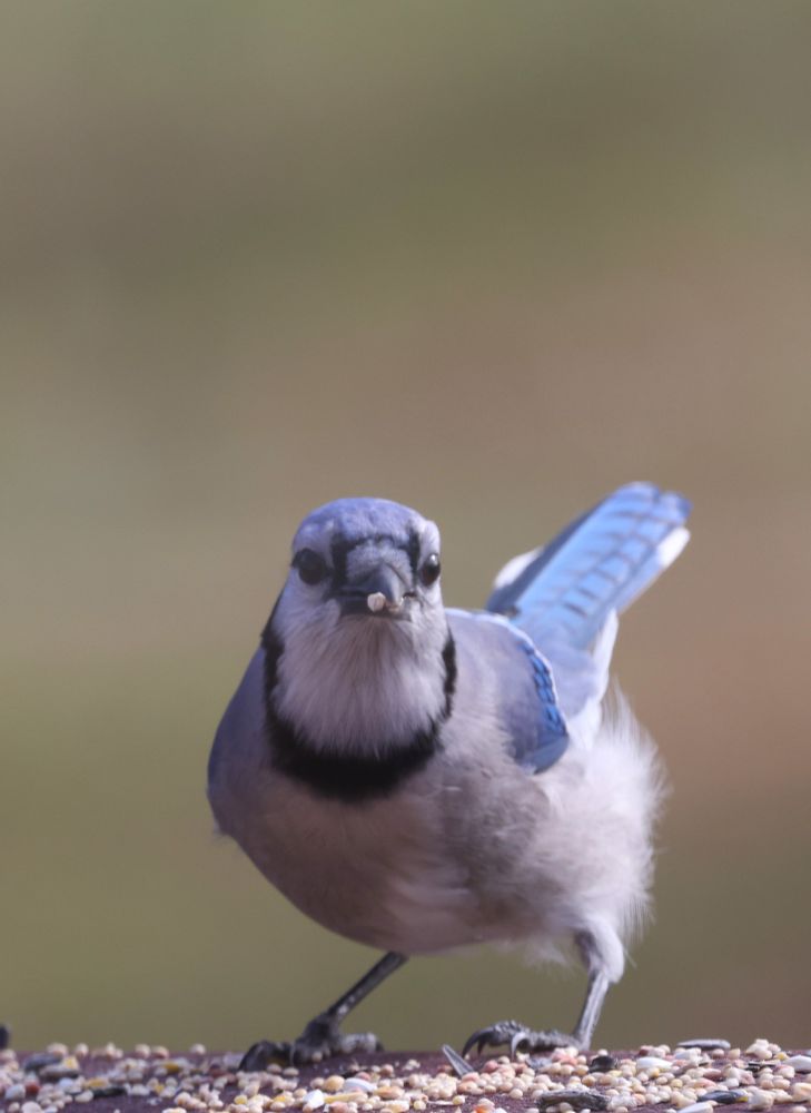 A Blue jay stands on a seed-covered railing, looking directly at the camera with a single seed stuck to its beak. The background is a creamy blur.