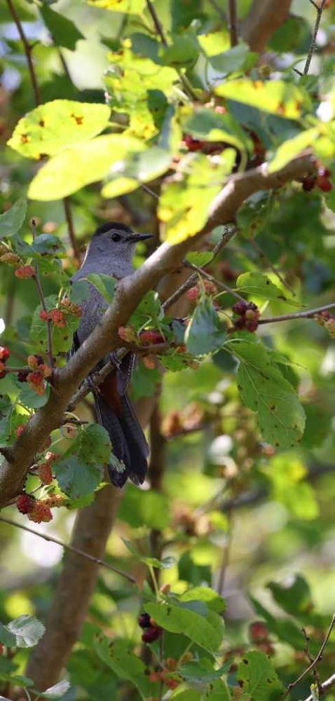 A Gray Catbird with a darker cap and a hint of rufous under its tail is perched on a branch in the middle of a Mulberry tree. It is surrounded by green leaves, some brightly lit by sunlight, and clusters of reddish-purple berries. The background is a soft blur of green foliage.