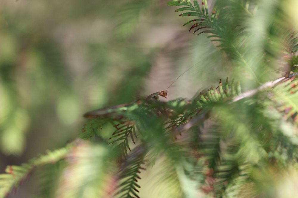 A well camouflaged, green Praying Mantis is nicely hidden on a Bald Cyprus branch.