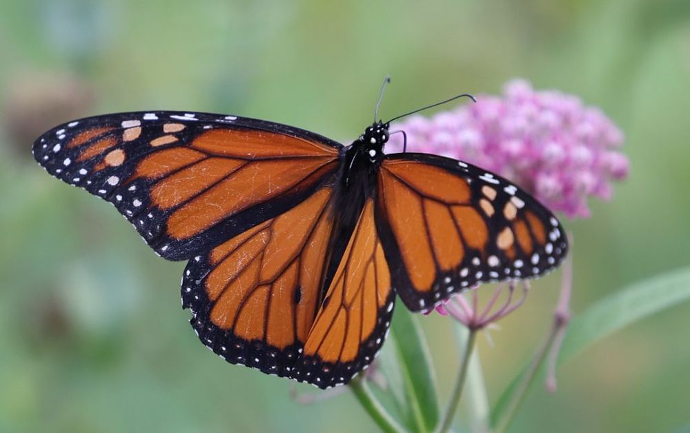 A black and orange, male Monarch butterfly on a pink Milkweed flower. The background is blurry green foliage.