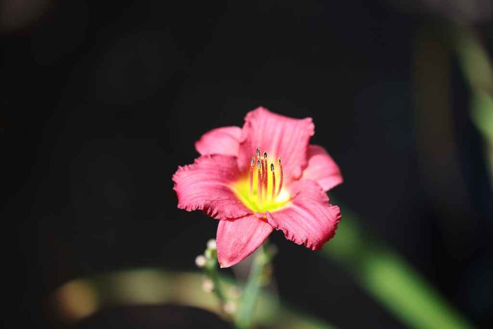 On a sunny morning, we see a single, red and yellow daylily, probably a Hemerocallis Jolly Hearts. The background is dark with two blurry flower stems.
