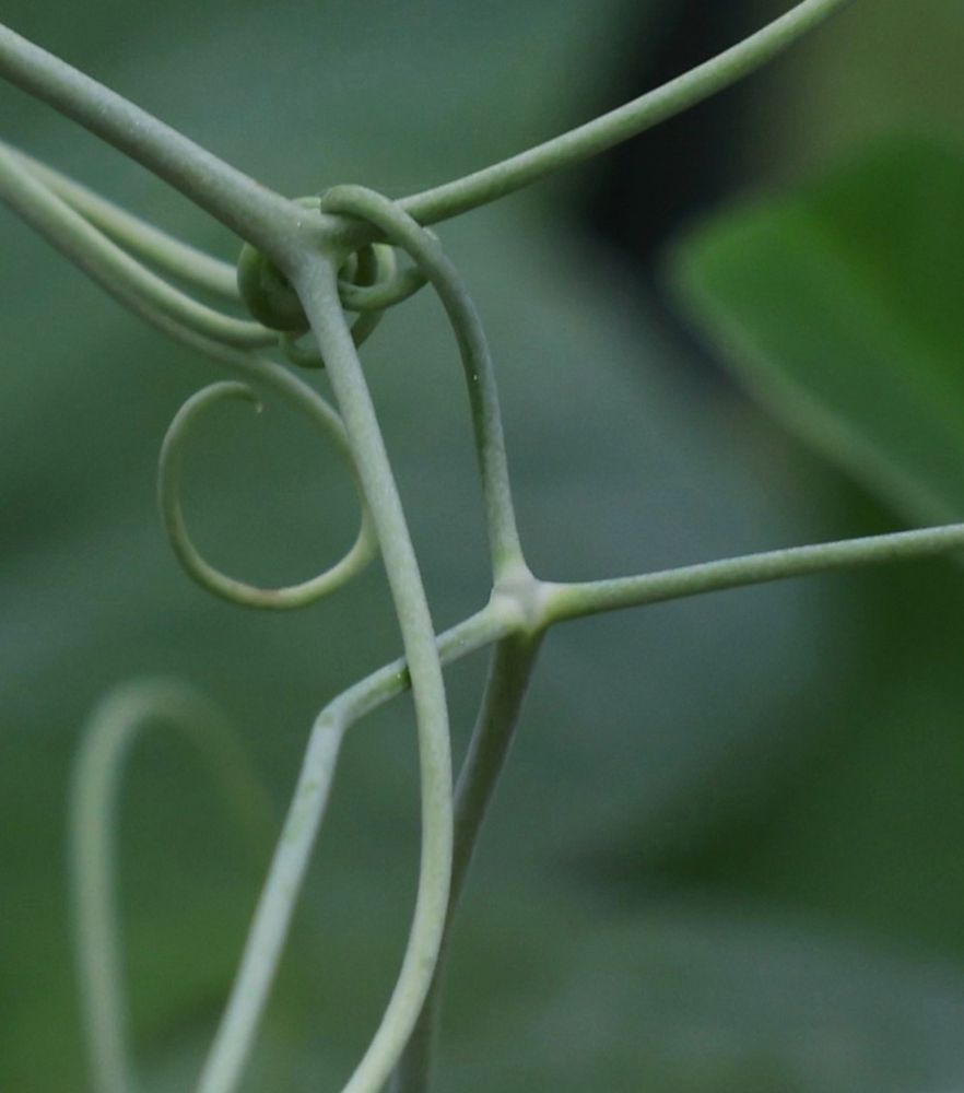 A close-up photo of pale green vines that twist and curl around each other, with one vine forming a small spiral in the center. The background is a soft, blurry green.