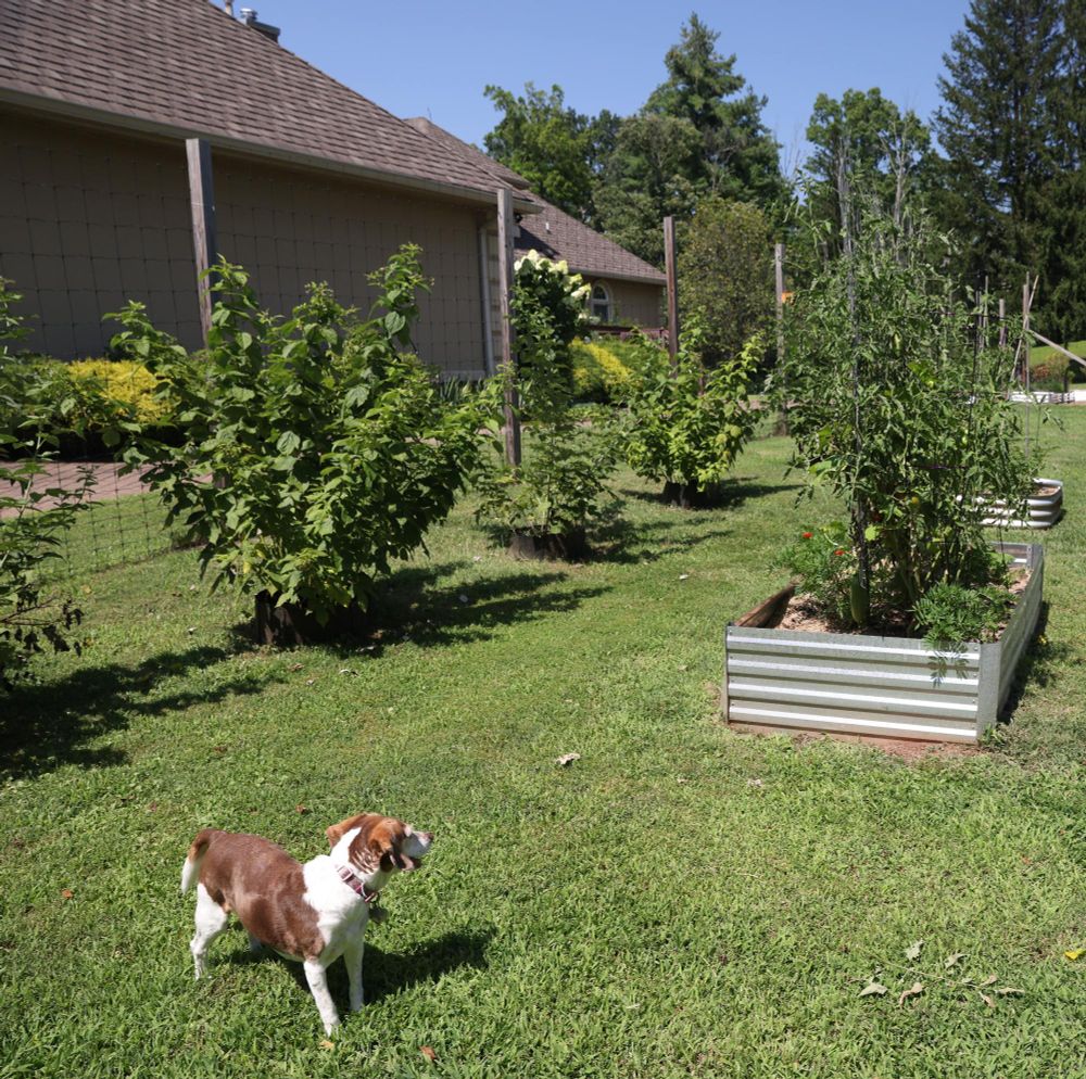 Puppy, aka "The Garden Guardian," a brown and white beagle, stands on bright, sunny, spring grass of a backyard garden. In the midground are several rows of healthy green raspberry bushes, and a metal raised garden bed full with green plants. In the background is the back of a house under a clear blue sky.