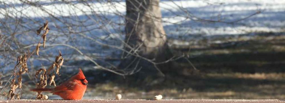 A red male Northern Cardinal with a black mask around its beak, is perched on a brown deck railing, pecking at scattered birdseed. The background is blurred, showing bare tree branches and patches of snow, indicating a cold, winter setting.