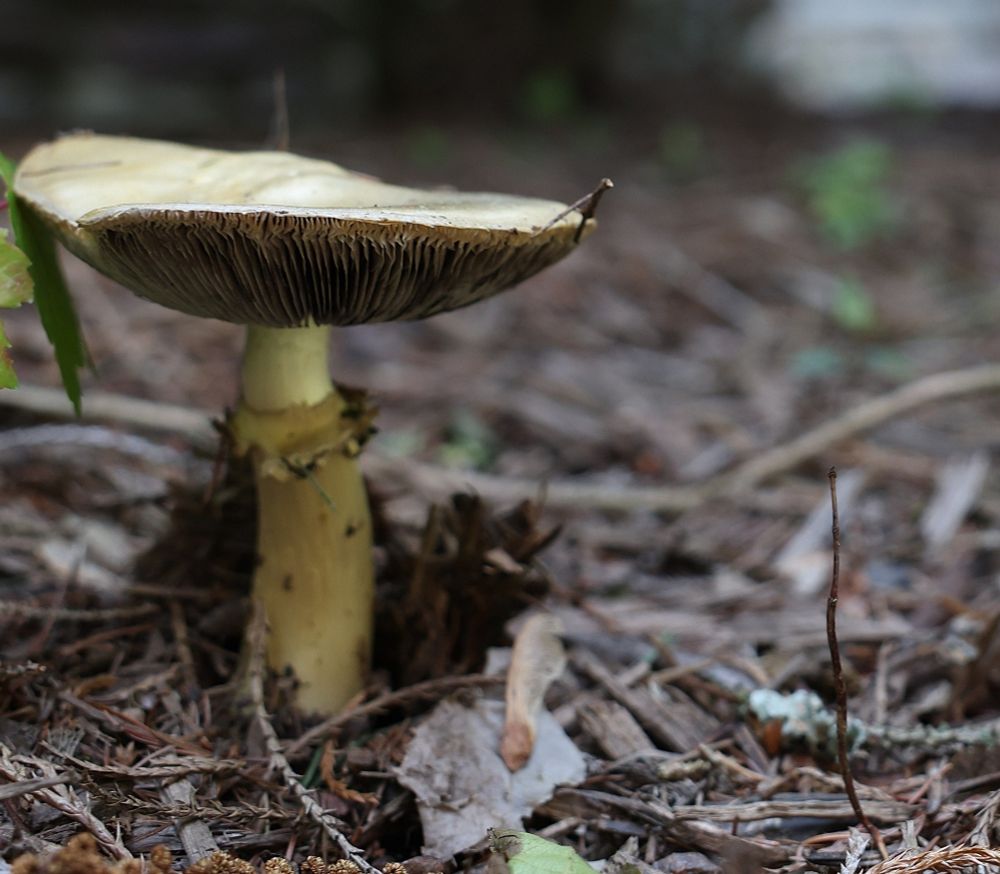 An amber-tan mushroom with a tall stalk grows from damp leaf litter on the forest floor. The background is softly blurred dead leaves and pine needles.