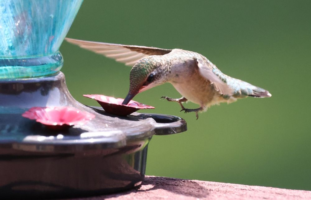 On a sunny afternoon, we see a closeup of a female Ruby-Throated Hummingbird hovering in place while she sips from a feeder. The feeder is teal colored glass with metal, red flowers making up the feeding ports. The hummingbird's head and lower back/tail are that classic iridescent green while its breast and abdomen are a dull white.