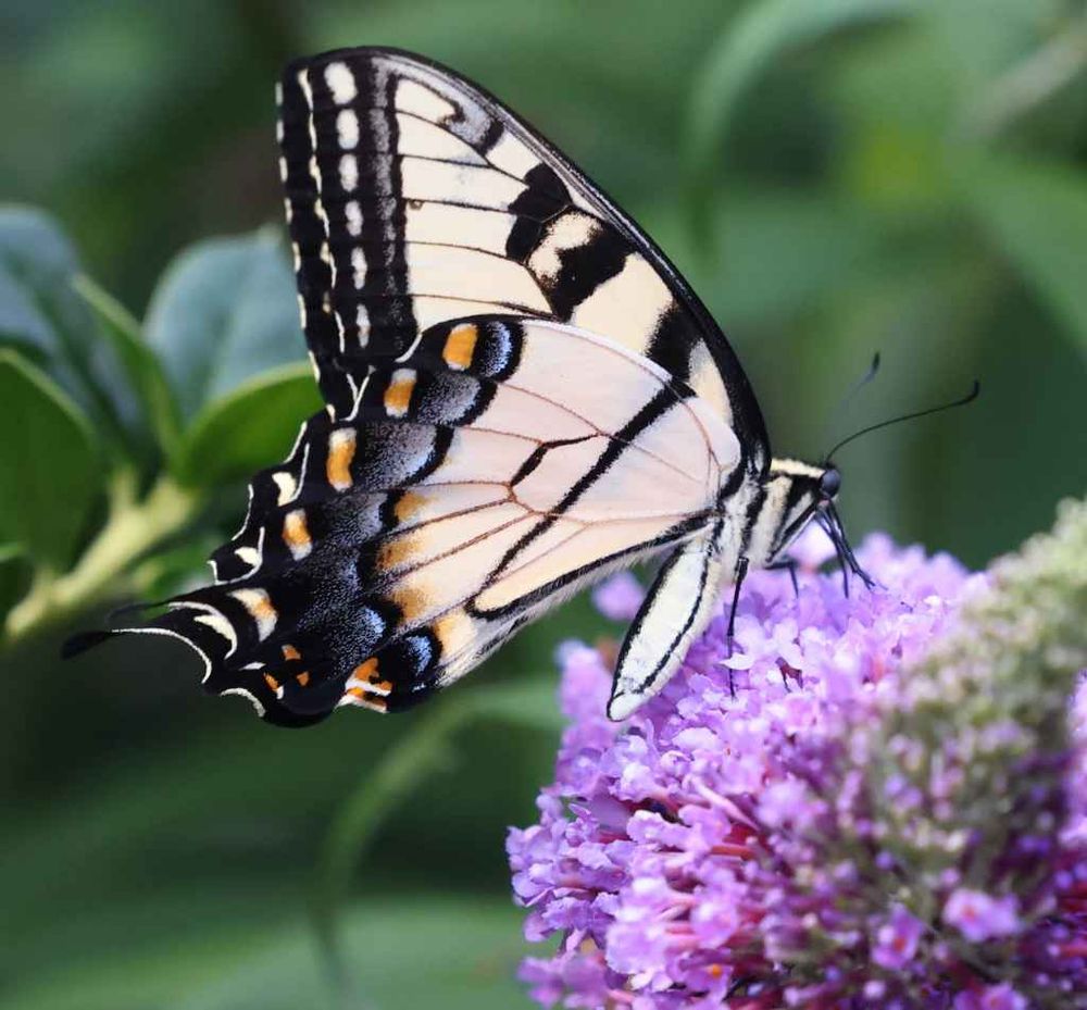A Yellow Eastern Tiger Swallowtail butterfly is on a purple Buddleja (Butterfly Bush). The butterfly is yellow and black with blue and orange spots near the hind wings. The Background is a blur of green foliage.