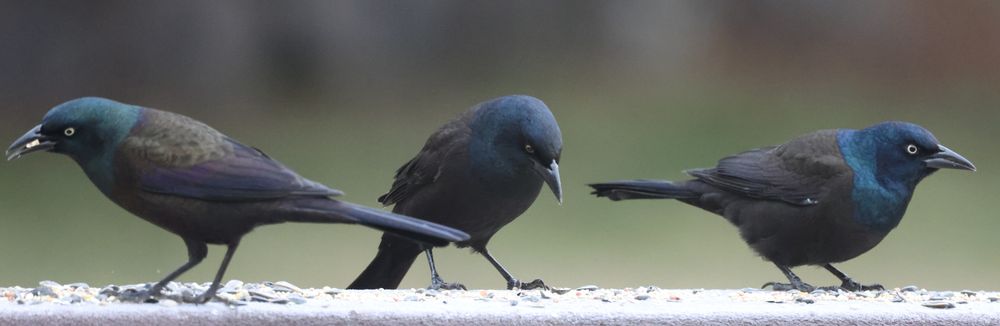 Three iridescent Common Grackles stand on a railing scattered with birdseed. Their feathers shimmer with blue and green highlights as they peck at the food.  Each bird is facing a different direction against a blurred greenish background.