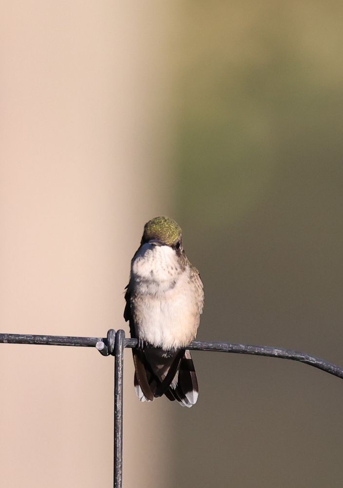 C'mon Lady, Hurry Up! A mostly white and green, female, Ruby-Throated Hummingbird, sits on a wire garden fence. She is looking at the photog (me), almost giving me 