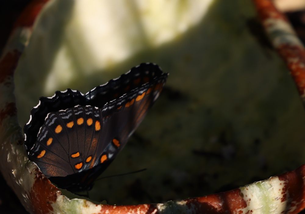 A high contrast photo of a Red-spotted Purple butterfly on the side of a decaying melon. While its colorful wings are apparent, its head, dipping down into the melon, is lost in shadows.